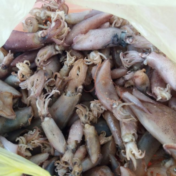 SOTONG COMEK 苏东粒